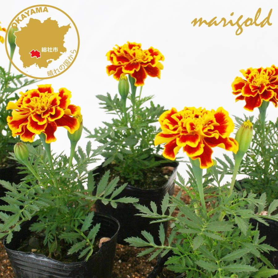 マリーゴールドの苗10ポットセット ポットマリーゴールド・無