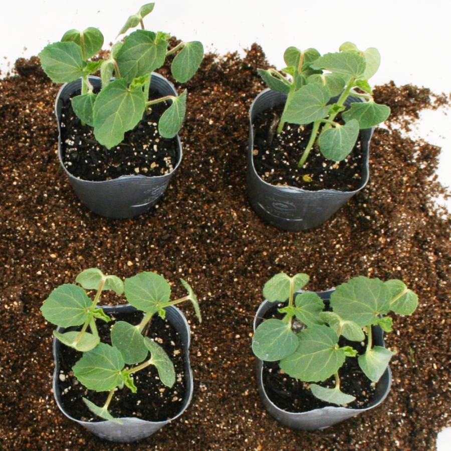 丸オクラ まるみちゃん 野菜苗 6ポットセット 3号ポット フラワー