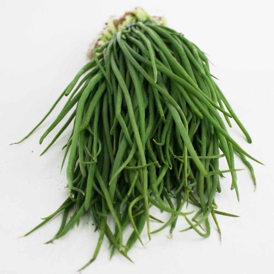 タマネギ ネオアース 中晩生 野菜苗 100本 岡山県産 たまねぎ苗