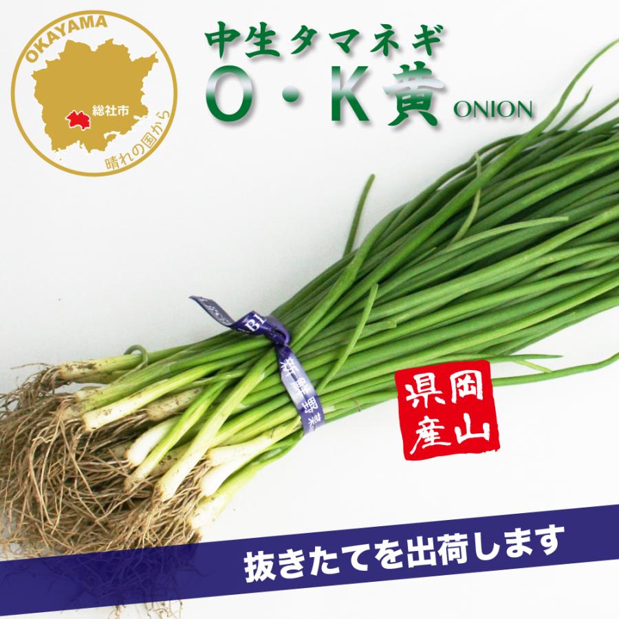 タマネギ O・K黄 中生 野菜苗 50本 岡山県産 たまねぎ苗 フラワー