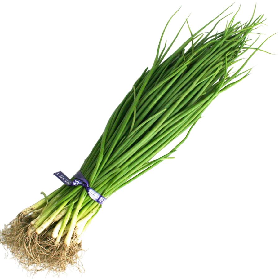 タマネギ O・K黄 中生 野菜苗 50本 岡山県産 たまねぎ苗 フラワー