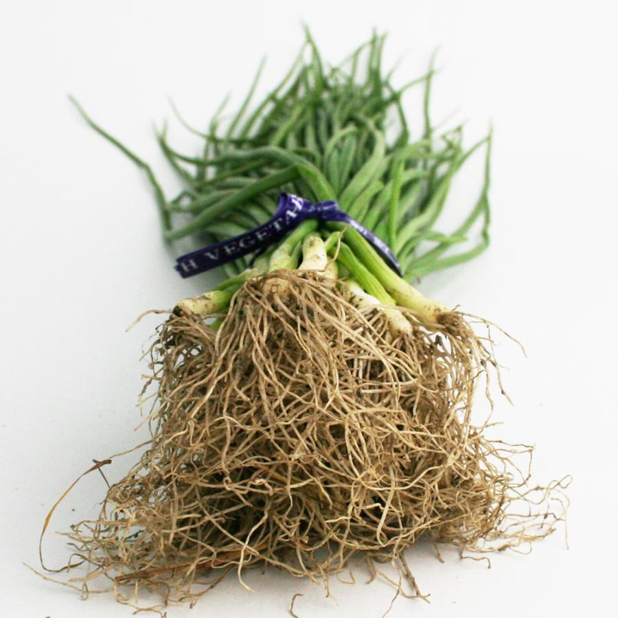 タマネギ O・K黄 中生 野菜苗 50本 岡山県産 たまねぎ苗 フラワー