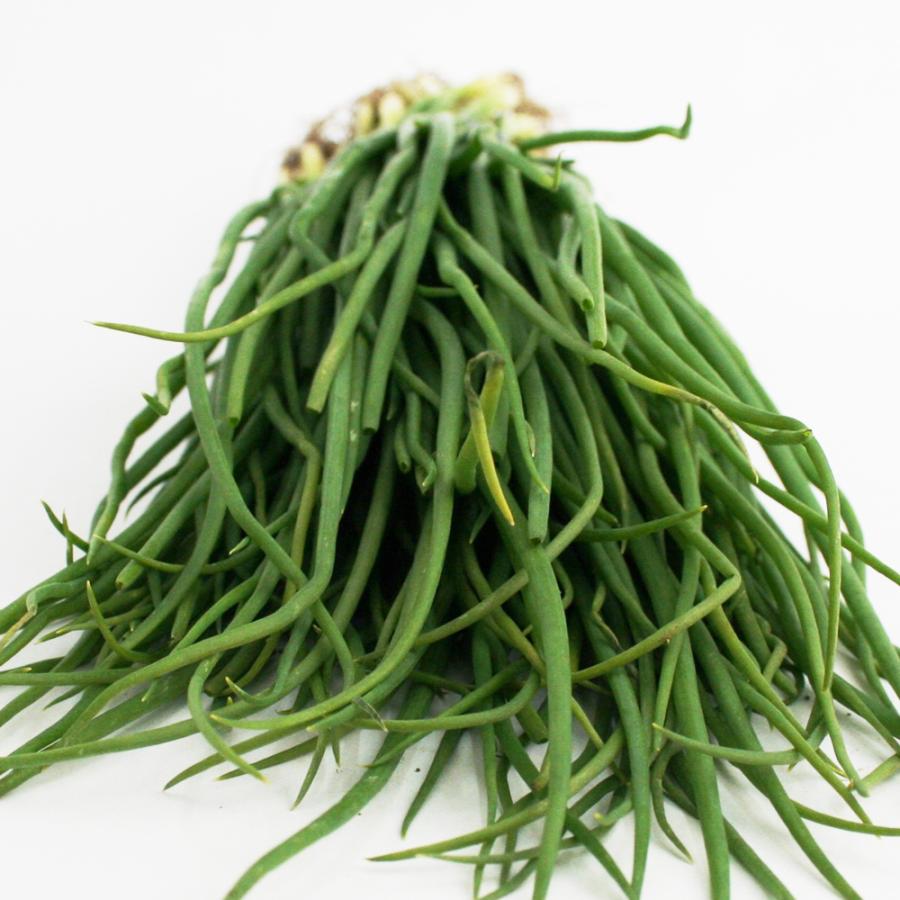 玉ねぎ苗中品種、OK黄1000本野菜苗 タマネギ O・K黄 中生 野菜苗 100本