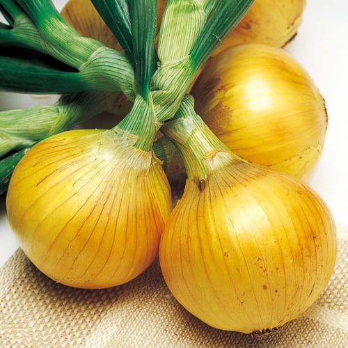 タマネギ ソニック 早生 野菜苗 50本 岡山県産 たまねぎ苗 フラワー