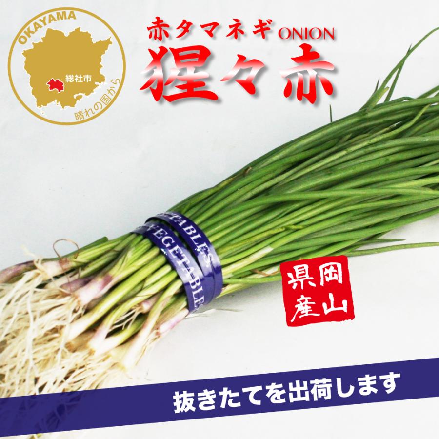 レタス苗20本　ミニ白菜苗10本　赤玉ねぎ苗15本 ハクサイ・レタス苗入荷しました！ « 長野県松本市の 種苗店