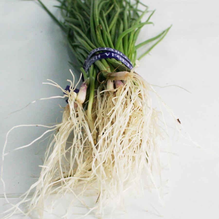 岡山ぶどう　玉ねぎ苗 岡山ぶどう 玉ねぎ苗 玉ねぎ苗入荷します🧅