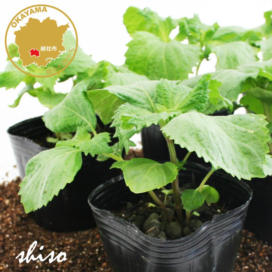 270円 New限定品 青ちりめんしそ 野菜苗 6ポットセット 3号ポット フラワーブルームの苗 苗 ベランダ 家庭菜園 シソ 青シソ 紫蘇 夏野菜