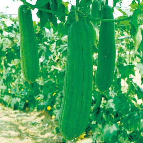 ヘチマ 太へちま(糸瓜) 野菜苗 6ポットセット 3号ポット フラワー