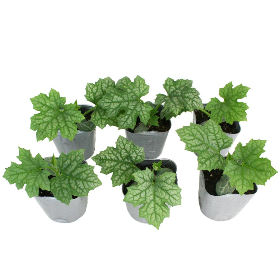 Sale 81 Off ヘチマ 沖縄短形ヘチマ ナーベラー 野菜苗 6ポットセット 3号ポット フラワーブルームの苗 苗 家庭菜園 グリーンカーテン 緑のカーテン へちまの苗 Aynaelda Com