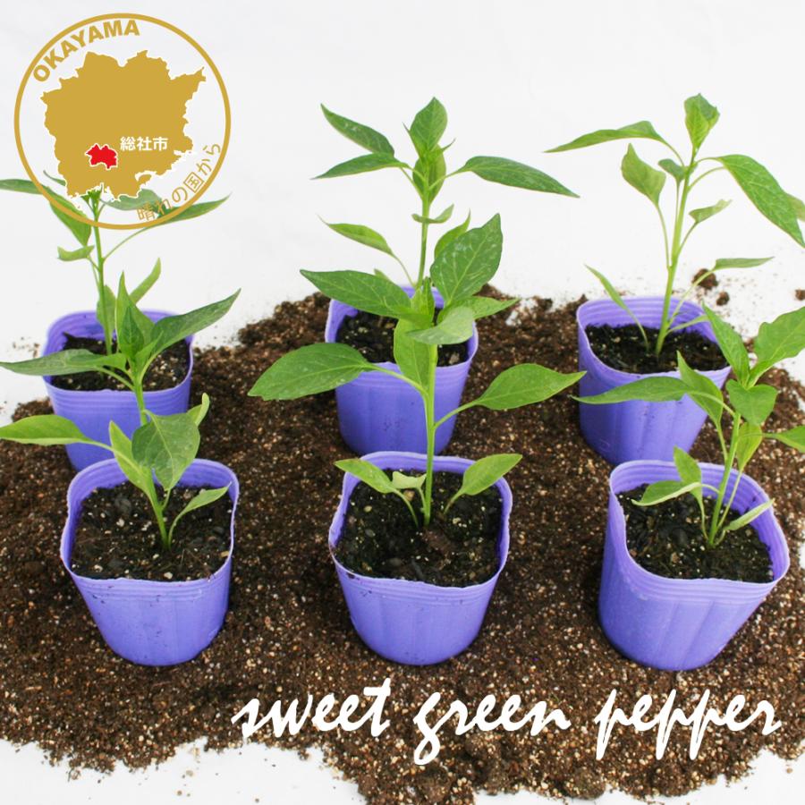 甘トウガラシ ししとう 野菜苗 6ポットセット 3号ポット フラワーブルームの苗 Kingsfirearmsandmore