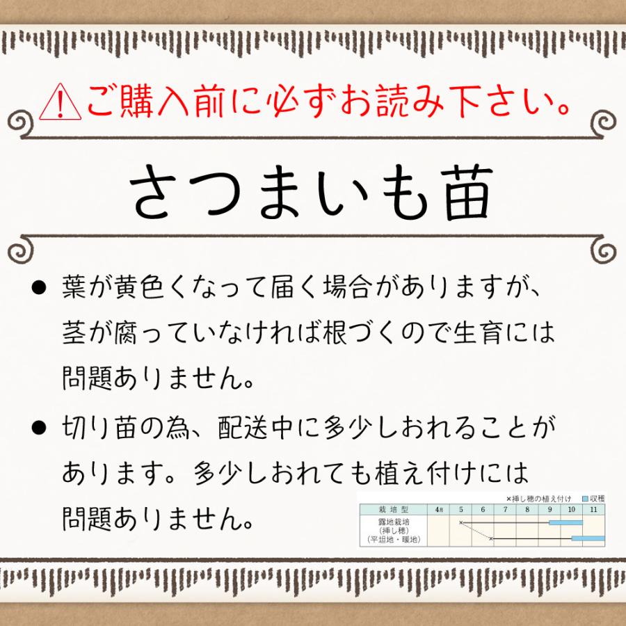 さつまいも苗 さつまいも・安納芋 一束10本入 切り苗 岡山県産 さつまいも苗 さつまいも・安納芋 一束10本入 切り苗 岡山県産