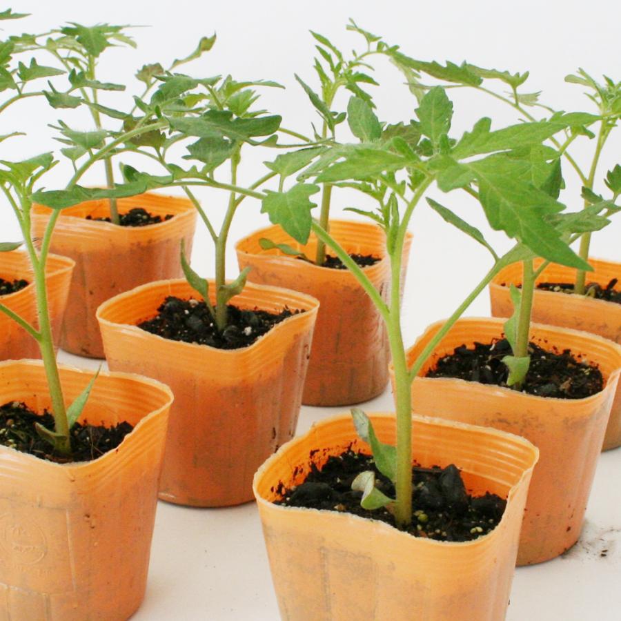 【まもなく終了！お早めに！】サターン トマト苗 野菜苗 50本 8cmポット 大玉トマト サターン 野菜苗 6ポットセット 3号ポット フラワー