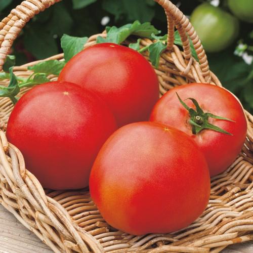【まもなく終了！お早めに！】サターン トマト苗 野菜苗 50本 8cmポット 大玉トマト サターン 野菜苗 6ポットセット 3号ポット フラワー