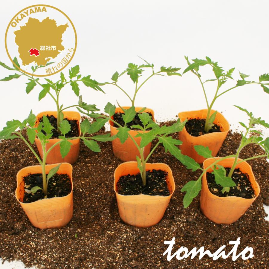 大玉トマト サターン 野菜苗 12ポットセット 3号ポット フラワー