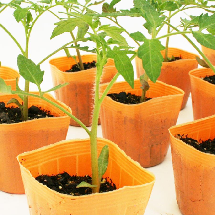 大玉トマト サターン 野菜苗 12ポットセット 3号ポット フラワー