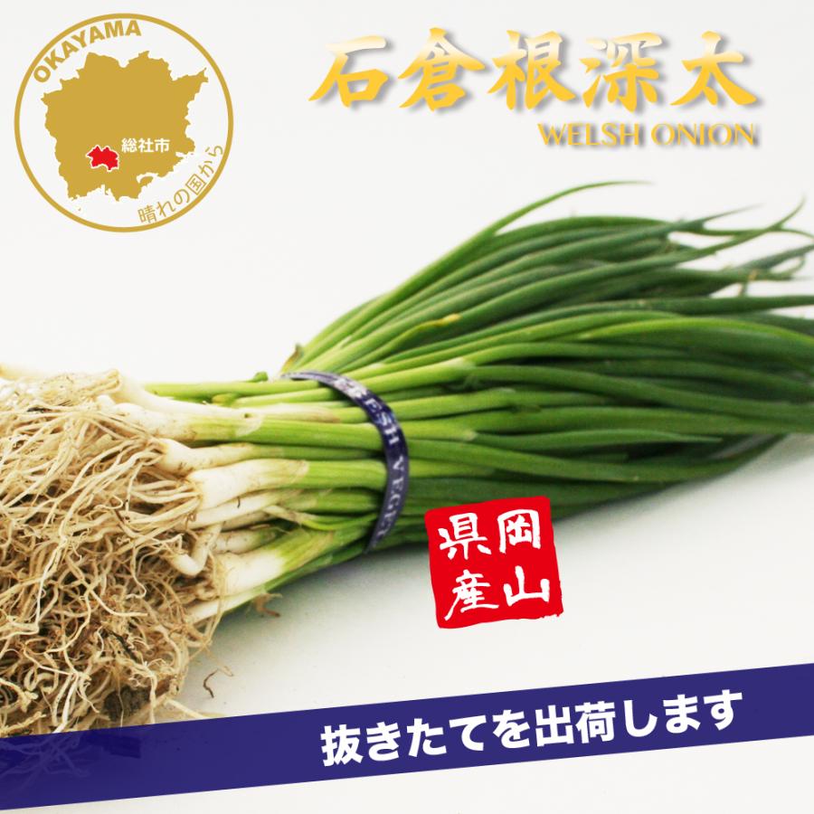 即購入OK ネギ苗　石倉一本ネギ　50本　無農薬　岩手県産　有機栽培　苗 ねぎ苗 石倉根深太 一本ネギ 50本 抜き苗 岡山県産 フラワーブルームの