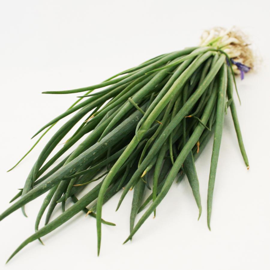 21人気の ねぎ苗 石倉根深太 一本ネギ 50本 抜き苗 岡山県産 フラワーブルームの苗 苗 ネギ ねぎ 葱 石倉ネギ 石倉一本 太ネギ 根深 家庭菜園 野菜 野菜苗 Aynaelda Com