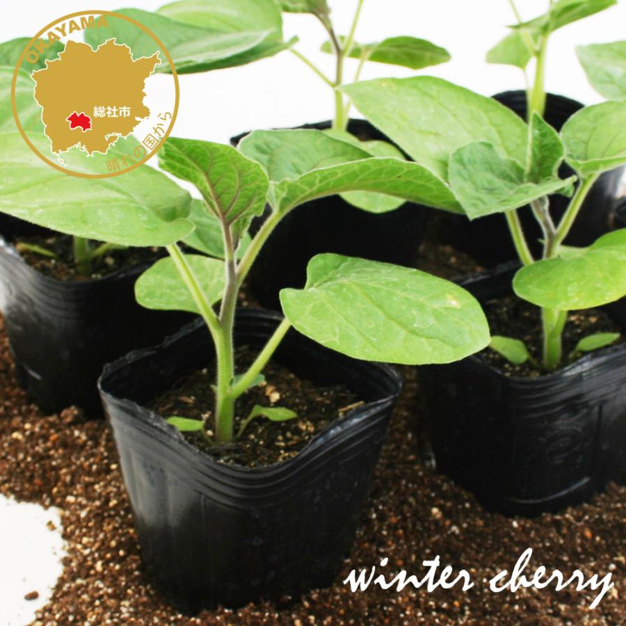 食用ほおずき 太陽の子 野菜苗 6ポットセット 3号ポット フラワーブルームの苗 苗 野菜苗 家庭菜園 ほおずき ホオズキ ほおずきの苗 デザート スイート 鬼灯 Wintercherry Taiyonoko フラワーブルーム 通販 Yahoo ショッピング