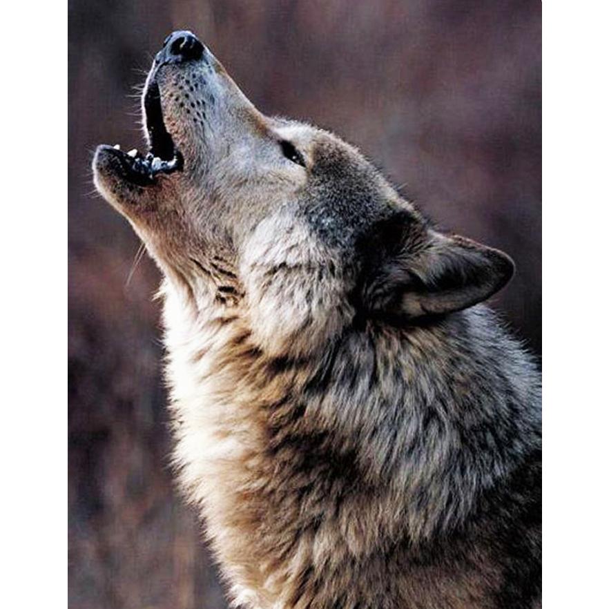 天然100％野生コヨーテ尿(オオカミの亜種) ネズミ鹿イタチ タヌキ貂テン モグラ害獣駆除 アニマルピーNo.4(ウルフ亜種)ガロンボトル(3.8リットル) |  | 08