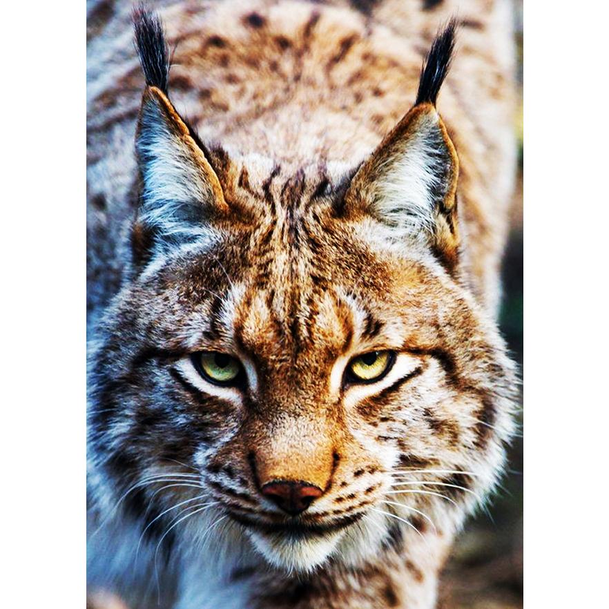 天然100％野生オオヤマネコ尿 ネズミ(天井裏 屋根裏 床下 屋外)モグラ害獣駆除 アニマルピーNo.3(獰猛な大型猫)中ボトル |  | 02