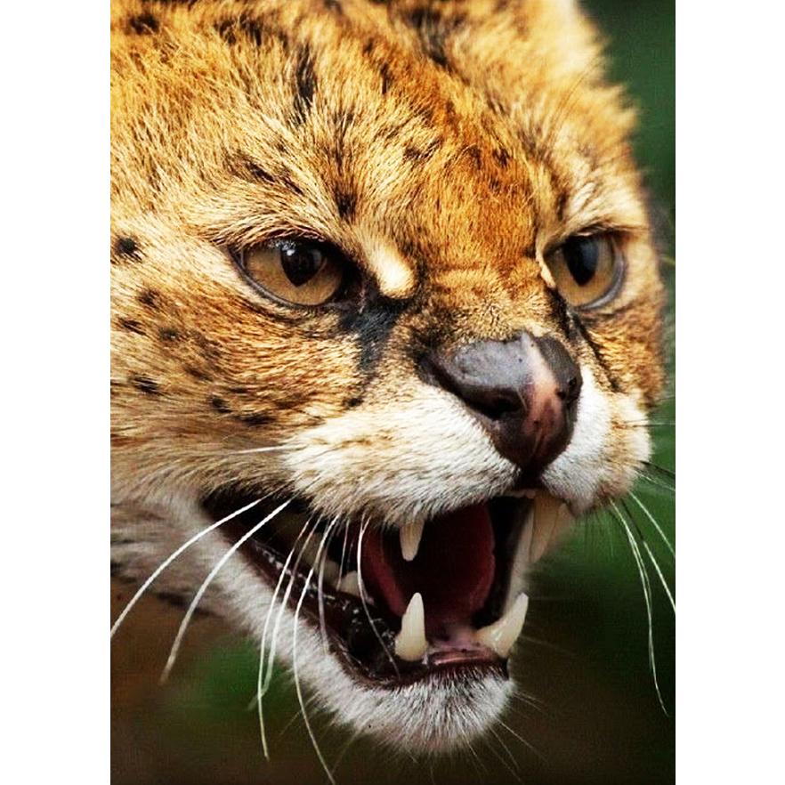 天然100％野生オオヤマネコ尿 ネズミ(天井裏 屋根裏 床下 屋外)モグラ害獣駆除 アニマルピーNo.3(獰猛な大型猫)中ボトル |  | 03