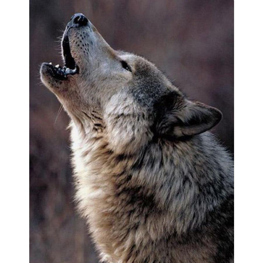 天然100％野生コヨーテ尿(オオカミの亜種) ネズミ鹿イタチ タヌキ 貂テン モグラ駆除 アニマルピーNo.4(ウルフ亜種)中ボトル |  | 07