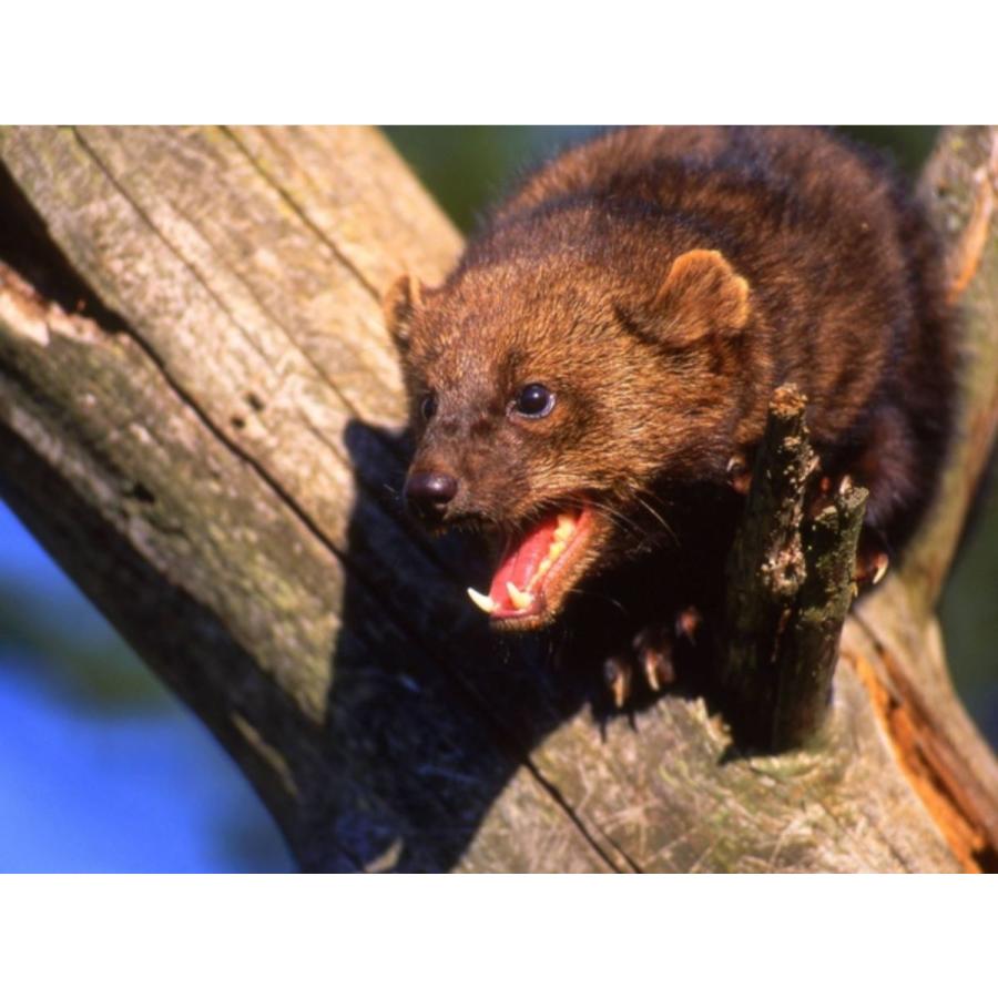 コウモリ(天井裏 屋根裏 屋外)害獣駆除 アニマルピーNo.6(獰猛 凶暴な(コウモリの天敵)イタチ類=天然100％野生フィッシャー尿)中ボトル |  | 03