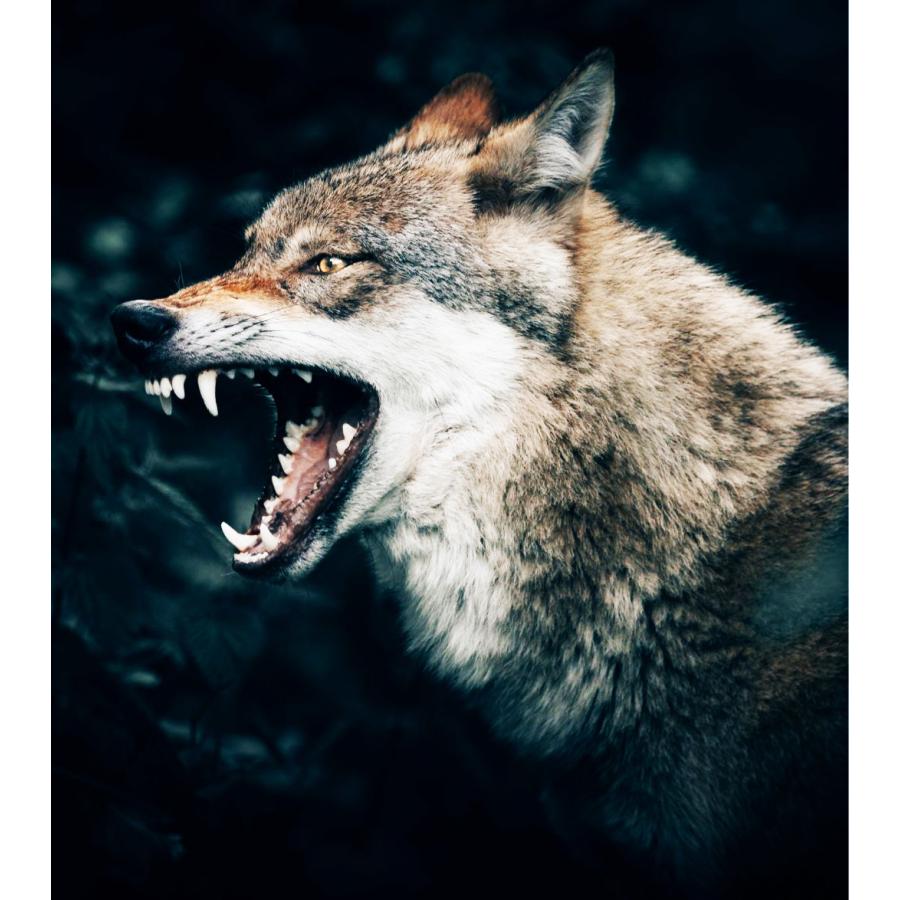 天然100%野生コヨーテ尿(オオカミの亜種) ネズミ鹿イタチ タヌキ 貂テン モグラ害獣駆除 アニマルピーNo.4(ウルフ亜種)小ボトル |  | 06