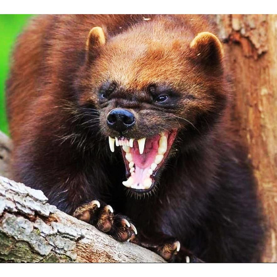 コウモリ 天井裏 屋根裏 屋外 害獣駆除 アニマルピーno 6 獰猛 凶暴な コウモリの天敵 イタチ類 天然100 野生フィッシャー尿 小ボトル S018 撃退マシーン ドットコム 通販 Yahoo ショッピング