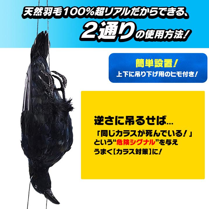 害鳥対策 天然羽毛 実物大 超リアル 簡単設置 カラス ハト 害鳥対策 天然羽毛 実物大 超リアル 簡単設置 カラス ハト