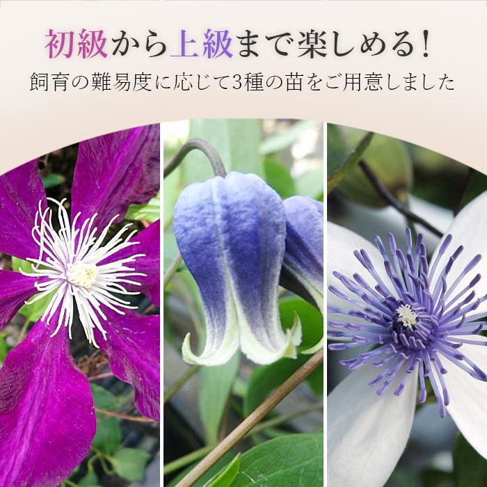 クレマチス苗 1本 はやて しずく アコウエンシス/苗 雫 ヴィオルナ系