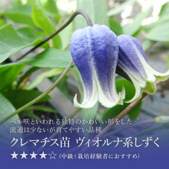 クレマチス苗 イアンシナ 希少バーシーカラー 多年草 花苗 【訳アリ】 苗 クレマチス 花」の人気商品一覧 | 安い商品を通販サイトから