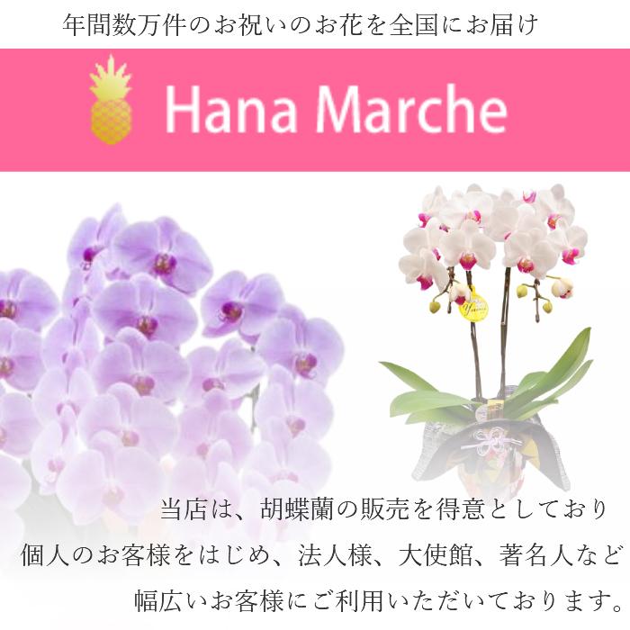 クレマチス苗 5本 はやて しずく アコウエンシス/苗 雫 ヴィオルナ系