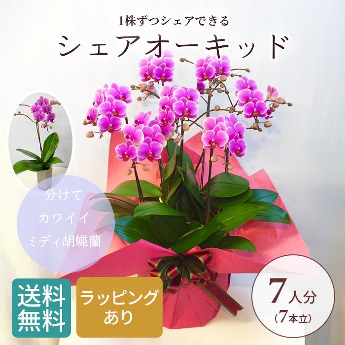 分けまえ オー小わっぱ 8号7F ( 7人分 ) ラッピング済 MIDI 夢見鳥蘭 差し上げ物 差し上げ物 差し上げ物 【 敬老の日 お祖父ちゃん お祖母ちゃん 】 生花-鉢花