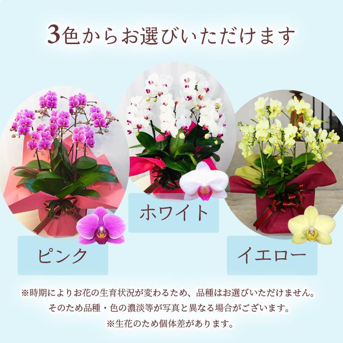 シェア オーキッド 7号5F ( 5人分 ) ラッピング済 ミディ 胡蝶蘭 プレゼント ギフト 贈り物 【 敬老の日 祖父 祖母 】の画像