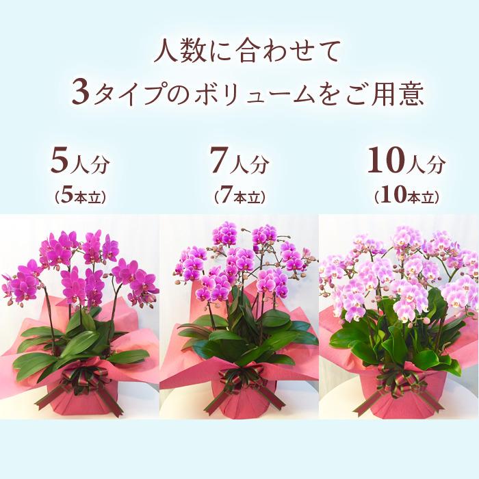 シェア オーキッド 7号5F ( 5人分 ) ラッピング済 ミディ 胡蝶蘭 プレゼント ギフト 贈り物 【 敬老の日 祖父 祖母 】の画像