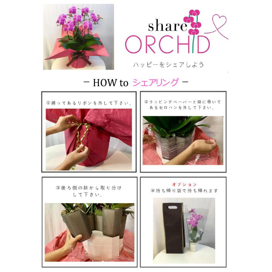 シェア オーキッド 7号5F ( 5人分 ) ラッピング済 ミディ 胡蝶蘭 プレゼント ギフト 贈り物 【 敬老の日 祖父 祖母 】の画像