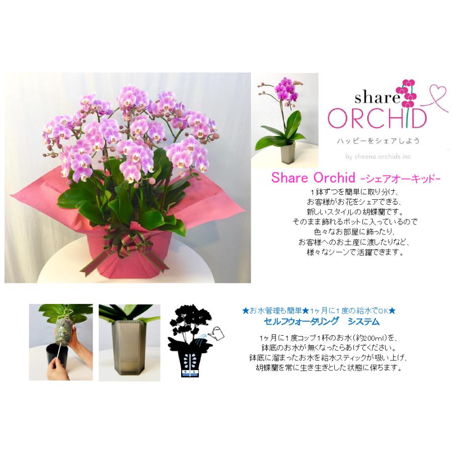 シェア オーキッド 7号5F ( 5人分 ) ラッピング済 ミディ 胡蝶蘭 プレゼント ギフト 贈り物 【 敬老の日 祖父 祖母 】の画像