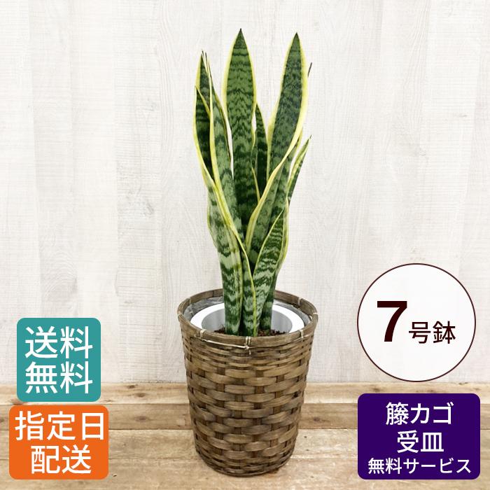 観葉植物 大型 サンセベリア 7号/鉢植え インテリア グリーン 植物 鉢 大型 開店 開業 祝 プレゼント ギフト 贈り物 【 敬老の日 祖父 祖母 】