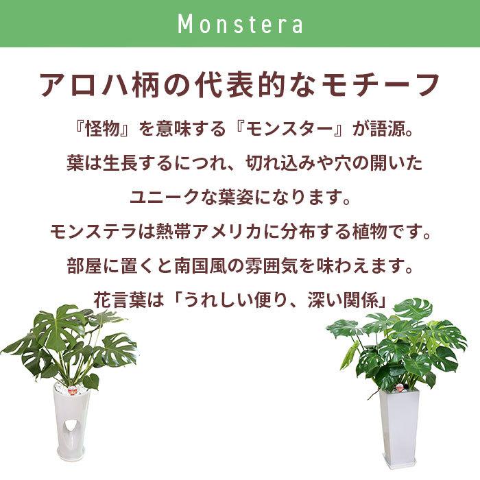 観葉植物 モンステラ 8号 角高陶器/鉢植え 大 大きい 植物 開業 祝 オープン 新築 プレゼント ギフト 贈り物 【 敬老の日 祖父 祖母 】｜hm87｜03