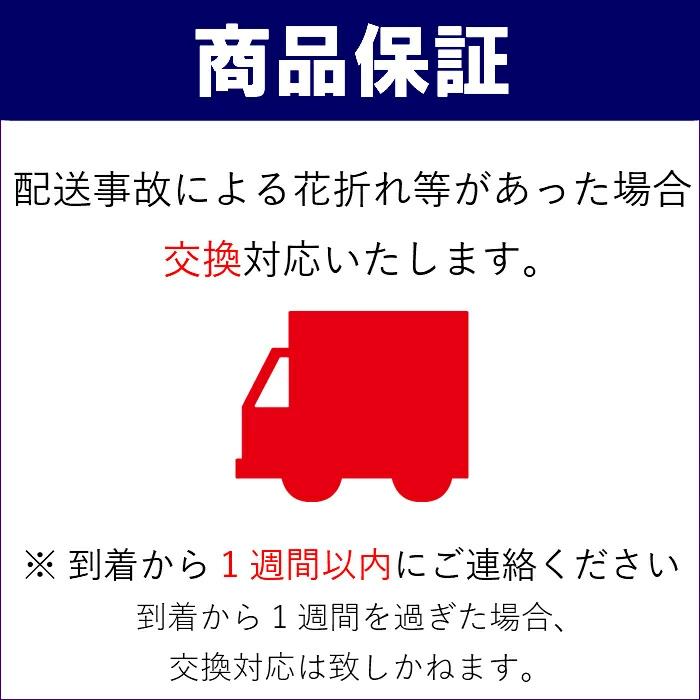 観葉植物 モンステラ 8号 角高陶器/鉢植え 大 大きい 植物 開業 祝 オープン 新築 プレゼント ギフト 贈り物 【 敬老の日 祖父 祖母 】｜hm87｜08