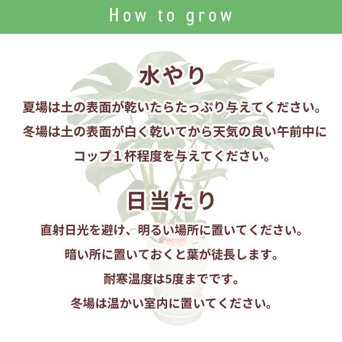 観葉植物 モンステラ 6号 丸陶器/鉢 鉢植え 小 小さい 植物 開業 祝 オープン 新築 プレゼント ギフト 贈り物 【 敬老の日 祖父 祖母 】｜hm87｜05