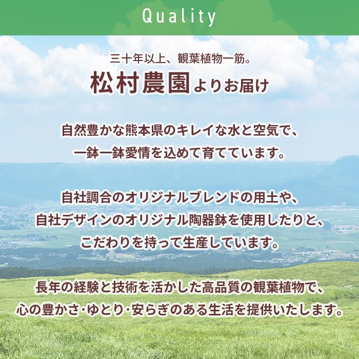 観葉植物 モンステラ 6号 丸陶器/鉢 鉢植え 小 小さい 植物 開業 祝 オープン 新築 プレゼント ギフト 贈り物 【 敬老の日 祖父 祖母 】｜hm87｜06