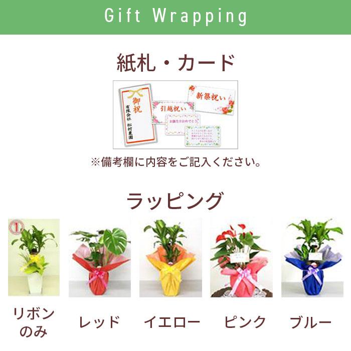 観葉植物 モンステラ 6号 丸陶器/鉢 鉢植え 小 小さい 植物 開業 祝 オープン 新築 プレゼント ギフト 贈り物 【 敬老の日 祖父 祖母 】｜hm87｜07