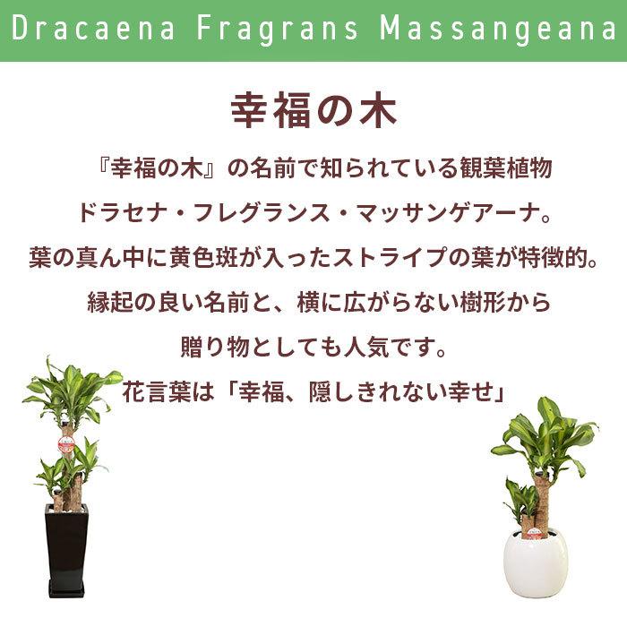 観葉植物 ドラセナ マッサン 8号 角プラ/鉢植え 大 大きい グリーン 植物祝 開業 オープン 引越し プレゼント ギフト 贈り物 【 敬老の日 祖父 祖母 】｜hm87｜03