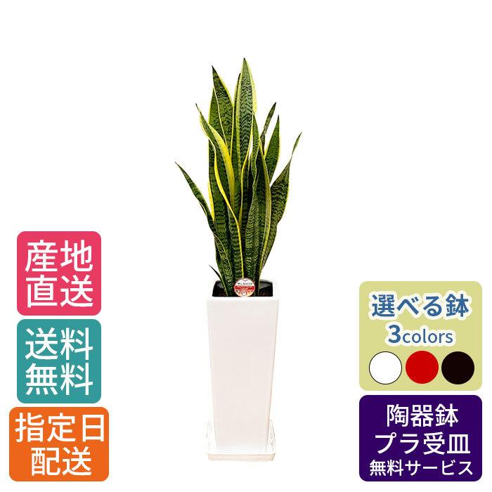観葉植物 サンスベリア 7号 角陶器スリム/鉢 鉢植え 大 大きい 植物 開業 祝 オープン 新築 プレゼント プレゼント ギフト 贈り物 【 敬老の日 祖父 祖母 】