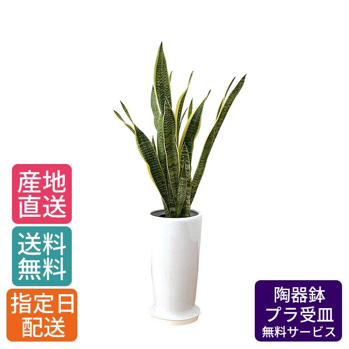 観葉植物 サンスベリア 7号 丸陶器ロング/鉢 鉢植え 大 大きい 植物 祝 開業 オープン 新築 プレゼント ギフト 贈り物 【 敬老の日 祖父 祖母 】