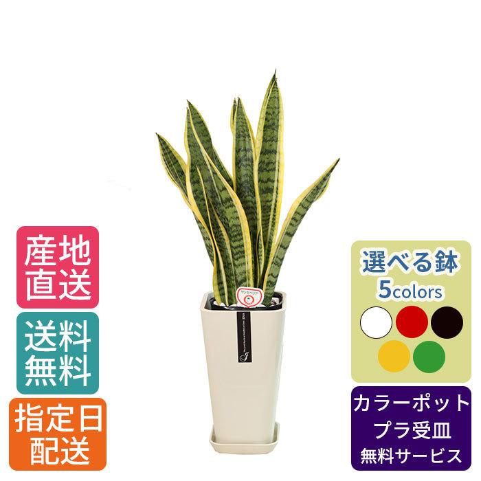 観葉植物 サンスベリア 6号 カラ―ポット/鉢 鉢植え 小 小さい 植物 開業 祝 オープン 新築 プレゼント ギフト 贈り物 【 敬老の日 祖父 祖母 】