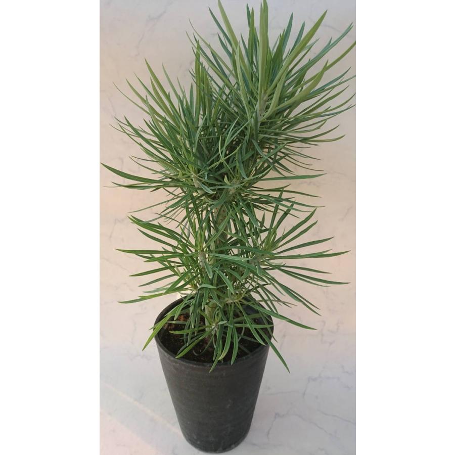 激安の Hanamarche ハナマルシェ モンキーツリー 幸せの木 セネシオ クレイニア 8号 多肉植物 Hm002 Hanamarche 通販 Yahoo ショッピング 好評 Thakurgaon Police Gov