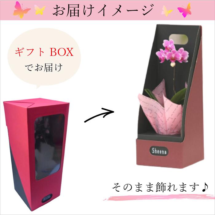 マイクロ 胡蝶蘭 1本立 2.5号 ピンク 2WAYギフトBOX入り ミニ胡蝶蘭 プレゼント ギフト 花 お花 フラワーギフト お祝い 贈り物 花 鉢植え 贈答 誕生日プレゼント |  | 04